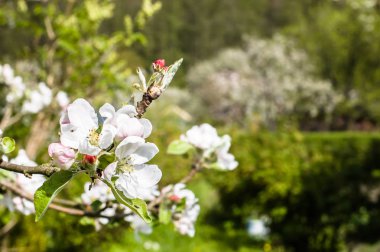 Bahar orchard çiçek açması elma çiçekleri