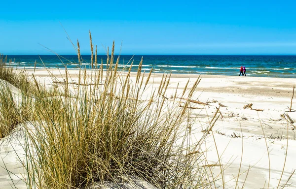 Bezludnej plaży piaszczystej, krajobraz wydm i trawa pod błękitne niebo latem — Zdjęcie stockowe