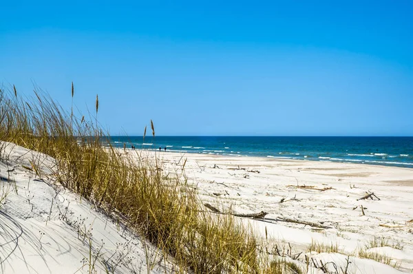 Elhagyatott homokos strand, a táj, a dűnék és a fű a nyári kék ég alatt — Stock Fotó