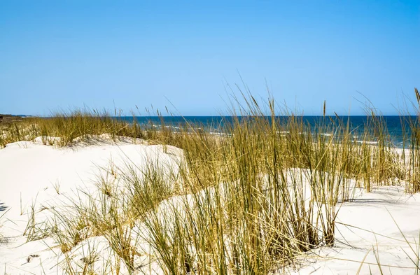 Verlaten zandstrand, landschap met duinen en gras onder de blauwe hemel in de zomer — Stockfoto