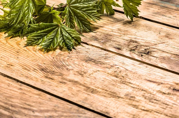 Jeunes feuilles d'érable, fond printanier sur planche de bois — Photo
