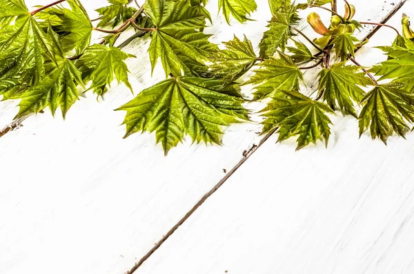 Fond printanier avec des feuilles fraîches d'érable sur planche de bois — Photo