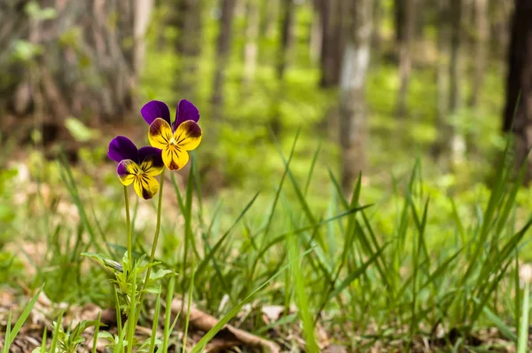 パンジーの花、スミレ、紫色のビオラの種まきと春の背景 — ストック写真