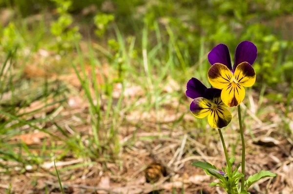 ワイルド パンジー花、青紫、紫春の草でヴィオラトリコロール — ストック写真