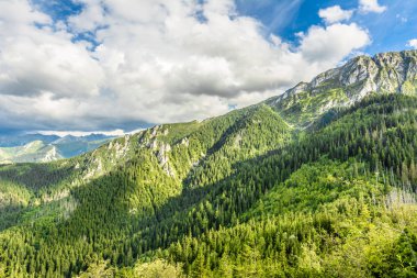 Bahar, yeşil çam ormanı ve mavi gökyüzü, Tatras, Karpatlar, Polonya dağlarda peyzaj