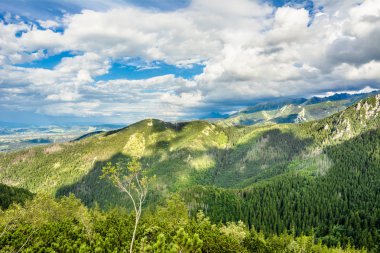 Dağ orman Panoraması, panoramik Tatra Dağları çam, yaz, Polonya