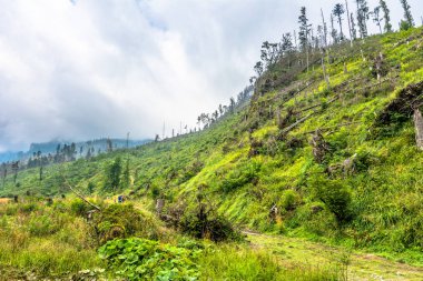 Yeşil dağ tepe orman doğal devlet, peyzaj, Koscieliska Valley, Polonya