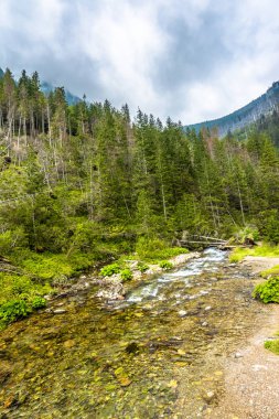 Hızlı akan dere dağlar ve çam ormanı, manzara bahar