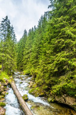 Dağlar, Bahar manzara hızlı akışında