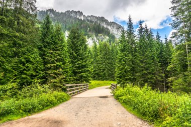 Dağlarda yürüyüş turist, çam ormanı, Bahar manzara ile iz için yol