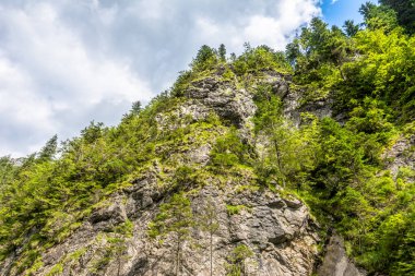 Kayalık dağ herdem yeşil orman, Bahar manzara kaplı