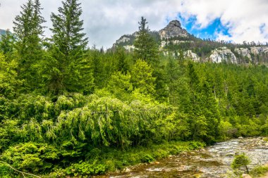 Herdem yeşil çam ormanları ve dağlar, Bahar manzara Nehri