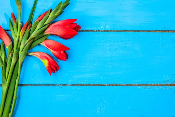 Fleurs roses, fond printanier pour 8 mars - fête des femmes, carte de la fête des mères — Photo
