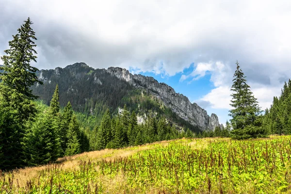 Krajobraz gór z wiosna łąka, Dolina z sosnowego lasu i świeża trawa zielony — Zdjęcie stockowe
