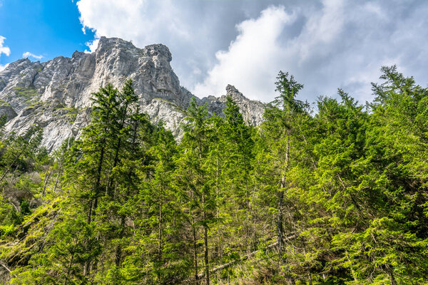 Rocks mountain peak on sky background, spring landscape with evergreen pine trees