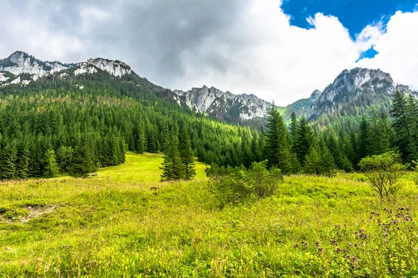 Paisaje de montañas en primavera, prado con hierba fresca y bosque verde pino siempreverde —  Fotos de Stock