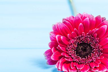 Kadın gün çiçek, pembe gerbera daisy ahşap arka plan üzerinde kartıyla çerçeve