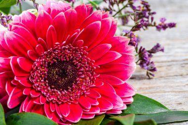 Gerbera çiçek, kadınlar günü - 8 Mart ya da anneler günü için kartı için Bahar arka plan