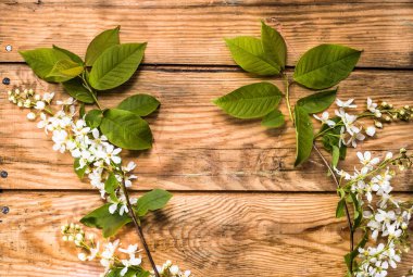 Kiraz çiçeği, Bahar arka plan ile ahşap kurullarında çiçek şube