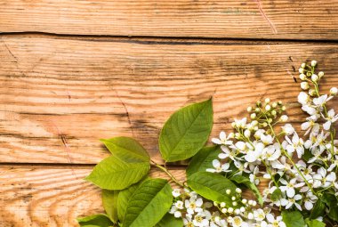 Kiraz çiçeği, Bahar arka plan ile ahşap kurullarında çiçek şube