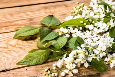 Kiraz çiçeği, Bahar arka plan ile ahşap kurullarında çiçek şube