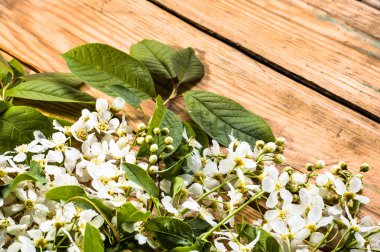 Kiraz çiçeği, Bahar arka plan ile ahşap kurullarında çiçek şube