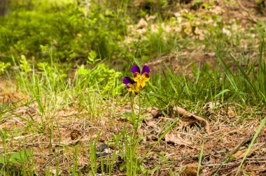 Bahar arka plan ile homo çiçek, Menekşe, mor viola üç renkli