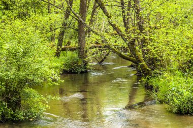 Bahar ormandaki nehir manzara