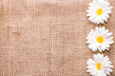 Beyaz papatya, Bahar arka plan