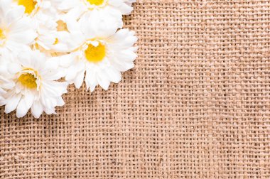 Gerbera daisy, kadınlar günü için Bahar arka plan veya kart anneler günü için