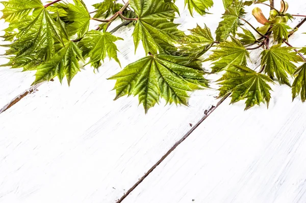 Fondo de primavera con hojas frescas de arce sobre tabla de madera —  Fotos de Stock