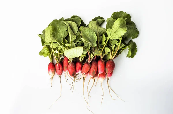 Ramo de rábano aislado sobre fondo blanco, verduras frescas del mercado local — Foto de Stock