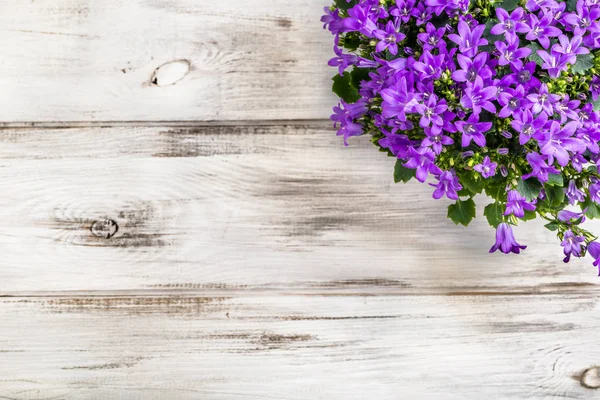 Frühling Blumen Hintergrund mit Kopierraum. — Stockfoto