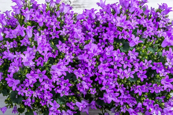 ホタルブクロ、春の背景の花. — ストック写真