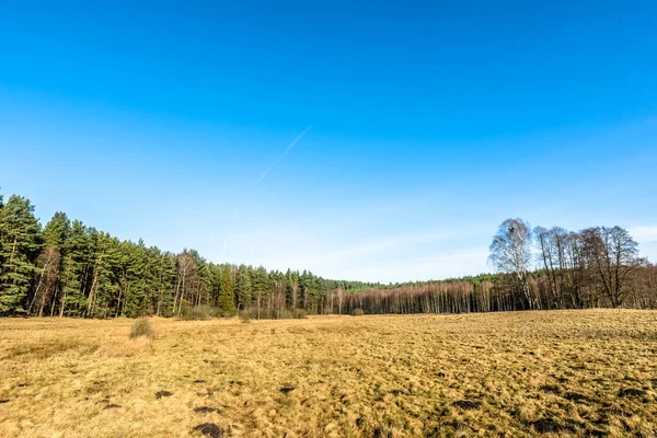 Manzara ile kuru ot erken ilkbahar ve mavi gökyüzü altında orman alanının