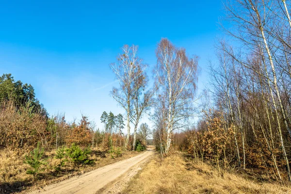 Vidéki táj földút és fiatal erdő közúti. — Stock Fotó