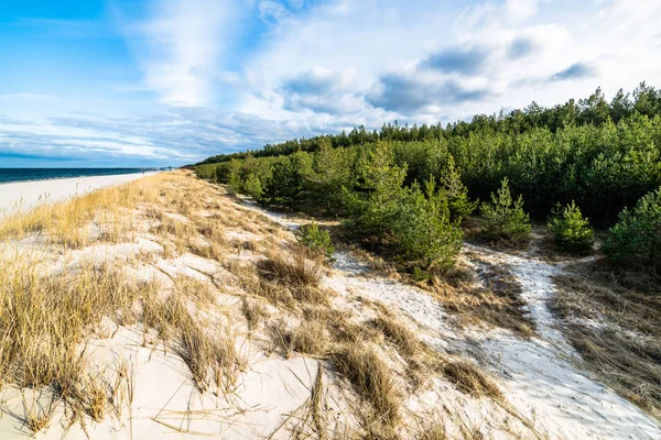 Краєвид піщаний пляж, піщаній дюні над море і сосновий ліс, Леба, Польща — стокове фото