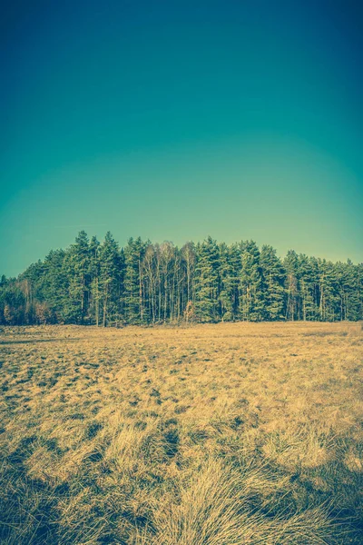 Gras Feld Landschaft, Jahrgang Foto — Stockfoto