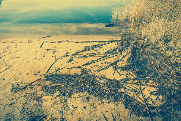 Göl kıyısı ve su kenarındaki sazlar — Stok fotoğraf