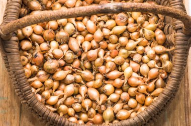 Taze soğan, ahşap arka plan üzerinde bir sepet içinde fidan