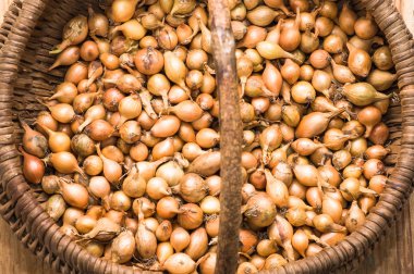 Taze soğan, ahşap arka plan üzerinde bir sepet içinde fidan