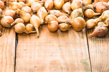 Soğancık soğan, Bahar sezonunda dikim fidan