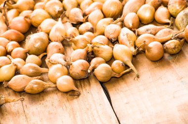 Soğancık soğan, Bahar sezonunda dikim fidan