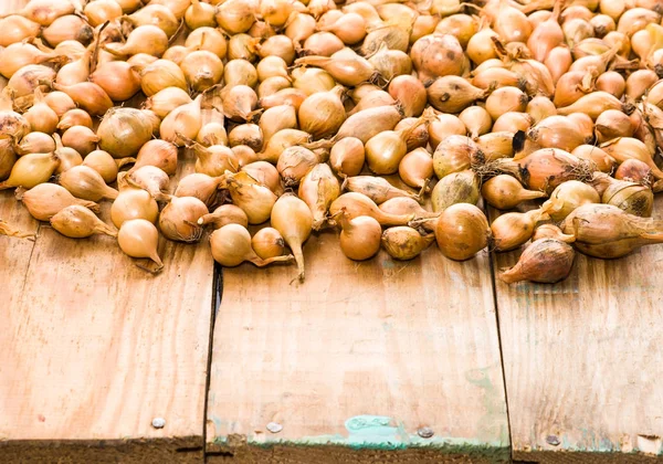 Soğancık soğan, Bahar sezonunda dikim fidan