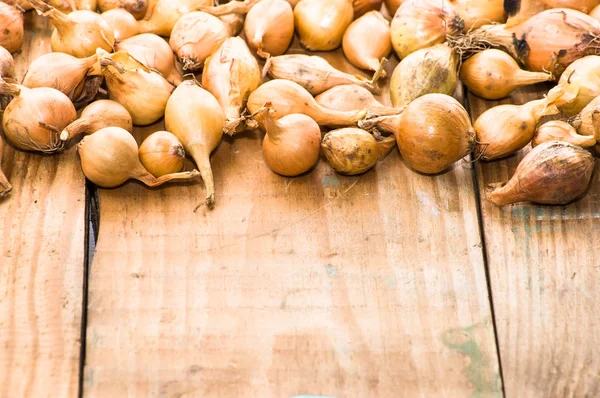 Soğancık soğan, Bahar sezonunda dikim fidan