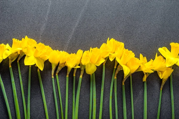 Narcisos amarillos, fondo de primavera — Foto de Stock