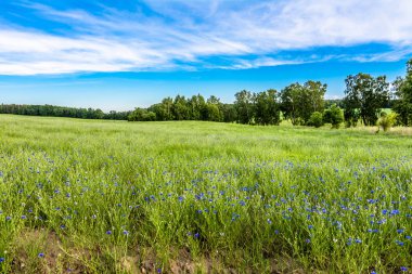 Pastoral yeşil alan manzara, Peygamber summe alanında