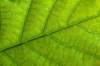 Taze yaprak yeşil doku, yaprak makro arka plan