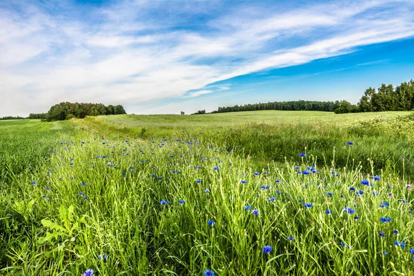 Obszarów wiejskich pole zielony krajobraz, lato kwiatów, chabry w gras — Zdjęcie stockowe