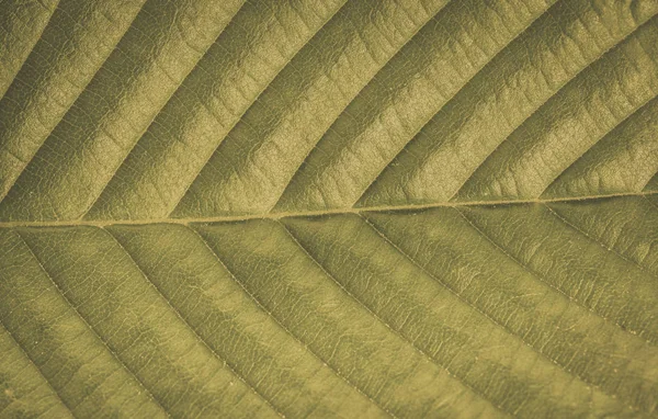 Verse groene blad textuur macro achtergrond, vintage foto — Stockfoto